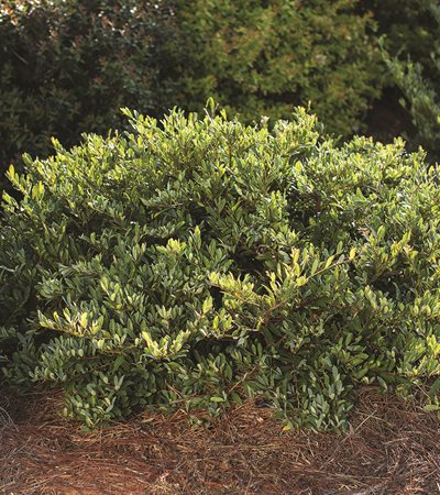 Evergreen Witchhazel Swing Low®